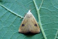 Rivula sericealis