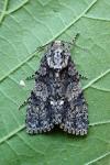 Acronicta rumicis
