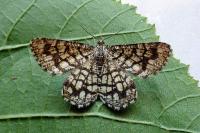 Chiasmia clathrata