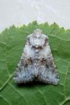 Hecatera bicolorata