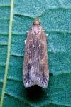 Helcystogramma triannulella