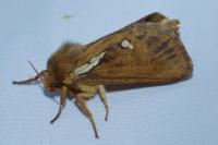 Korscheltellus lupulinus