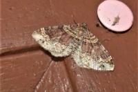 Xanthorhoe spadicearia