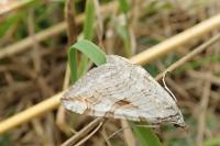 Aplocera efformata/plagiata