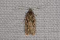 Hofmannophila pseudospretella