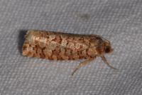 Lozotaeniodes formosana