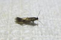 Bucculatrix nigricomella