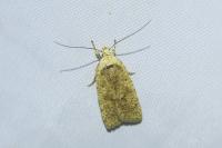 Agonopterix assimilella
