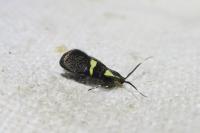 Dasycera oliviella