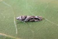 Recurvaria nanella