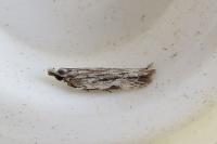 Anarsia innoxiella