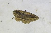 Philereme transversata