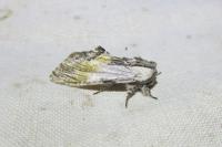 Harpyia milhauseri