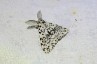 Lymantria monacha