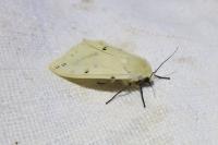 Spilarctia lutea