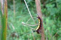 Acronicta psi
