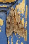 Hyloicus maurorum/pinastri