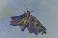 Cnephasia
