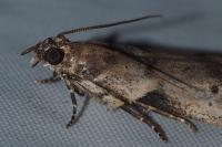 Acrobasis fallouella