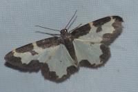 Lomaspilis marginata