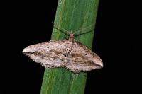 Orthonama vittata