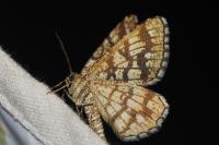Chiasmia clathrata