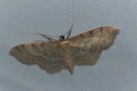 Idaea fuscovenosa