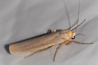 Eilema caniola