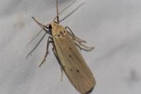 Pelosia muscerda
