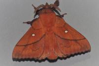 Odonestis pruni