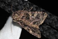 Sideridis rivularis