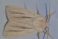 Acronicta albovenosa
