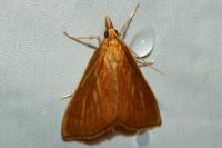 Nascia cilialis
