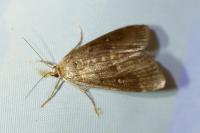 Parapoynx stratiotata