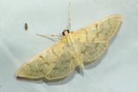 Patania ruralis