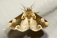 Thyatira batis