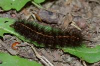 Spilosoma lubricipeda