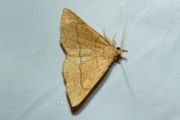 Paracolax tristalis
