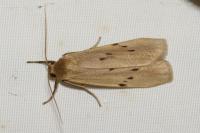 Pelosia muscerda