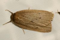 Pelosia obtusa