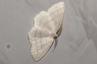 Cabera pusaria
