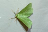 Geometra papilionaria