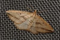Orthonama vittata