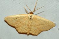 Scopula corrivalaria