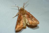 Lacanobia splendens
