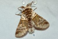 Furcula furcula