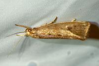 Orthotelia sparganella