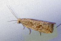 Bactra venosana