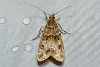 Eudonia mercurella