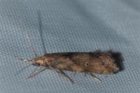 Brachmia blandella